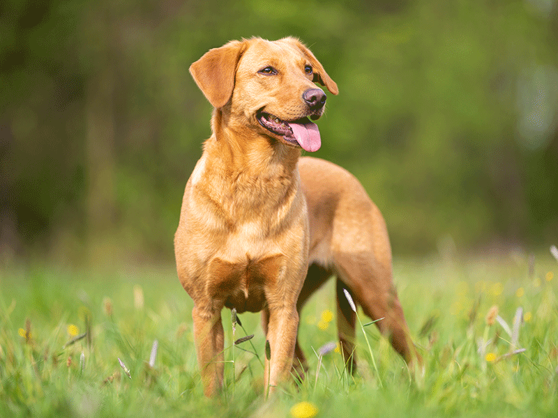 Labrador Retriever Dog Breed