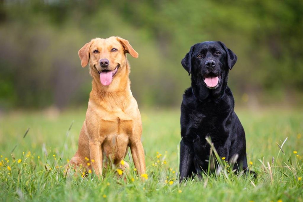 Two Labrador Retriever Dogs