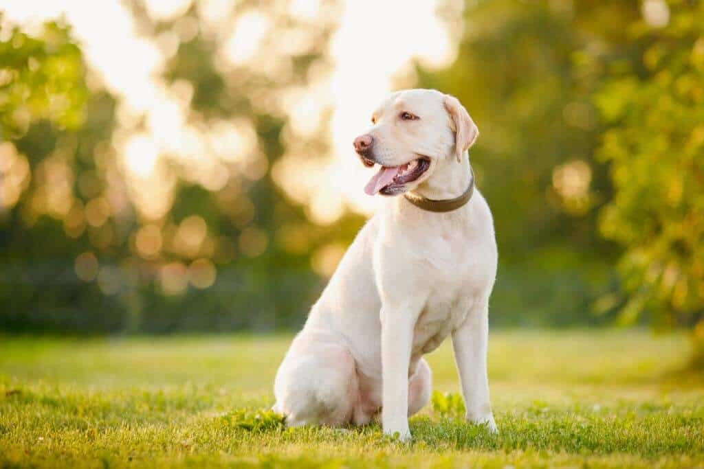 Skinny Labrador