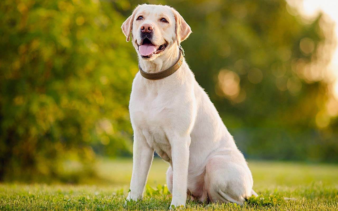 Do Labradors Have Such Big Chests?