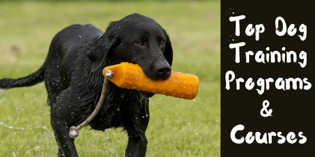 Best Online Dog Training Courses